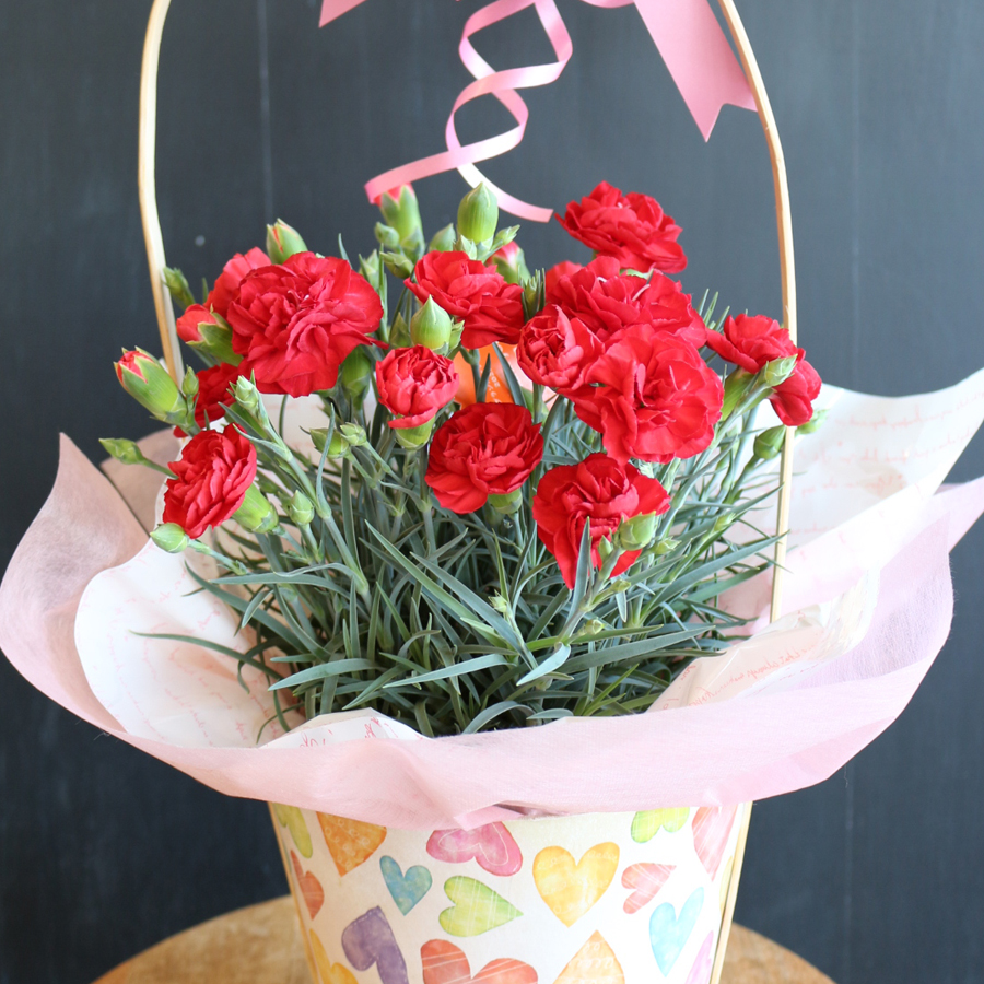 NO.1 カーネーションの花鉢バスケット入り