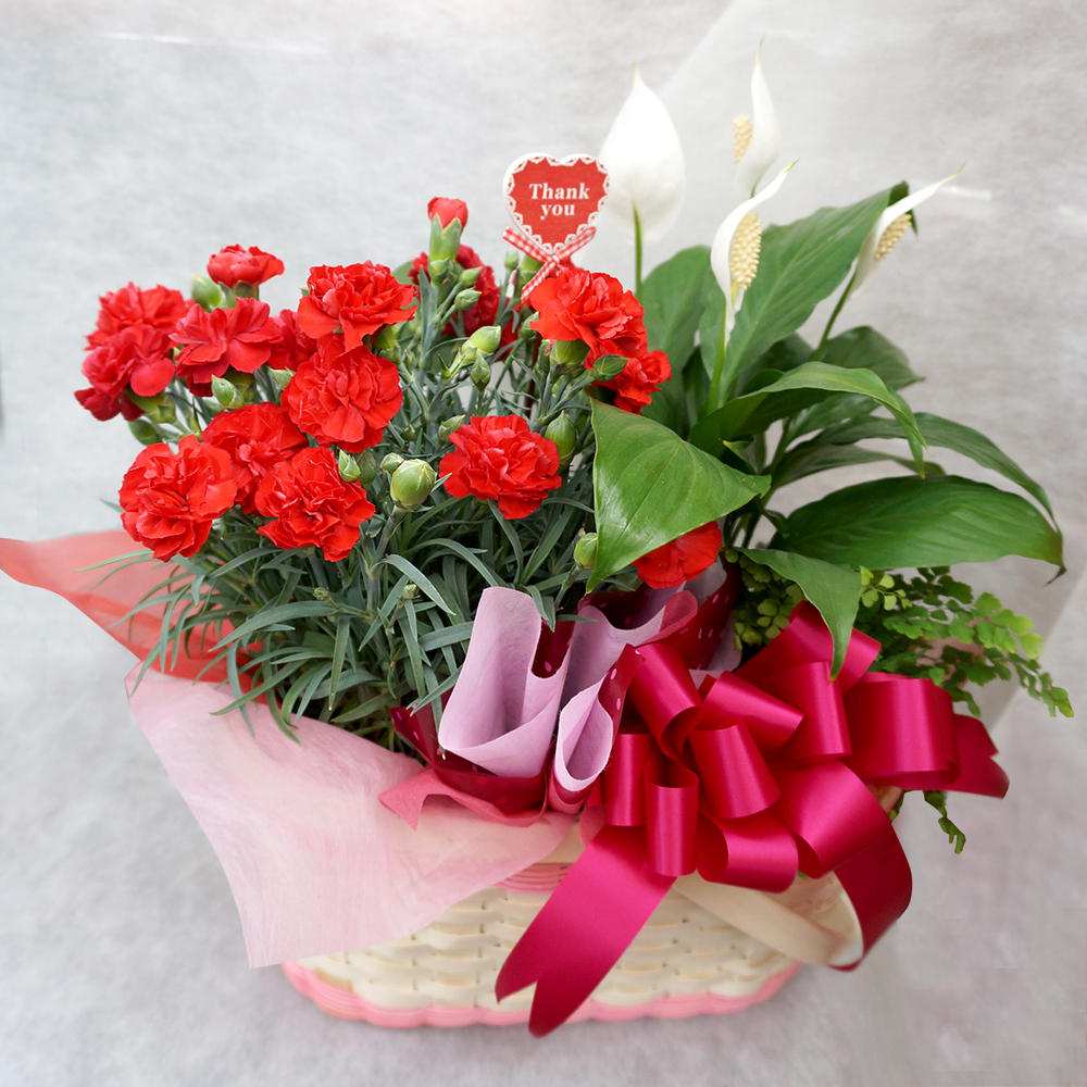 NO.5 カーネーションと観葉植物の寄せ鉢