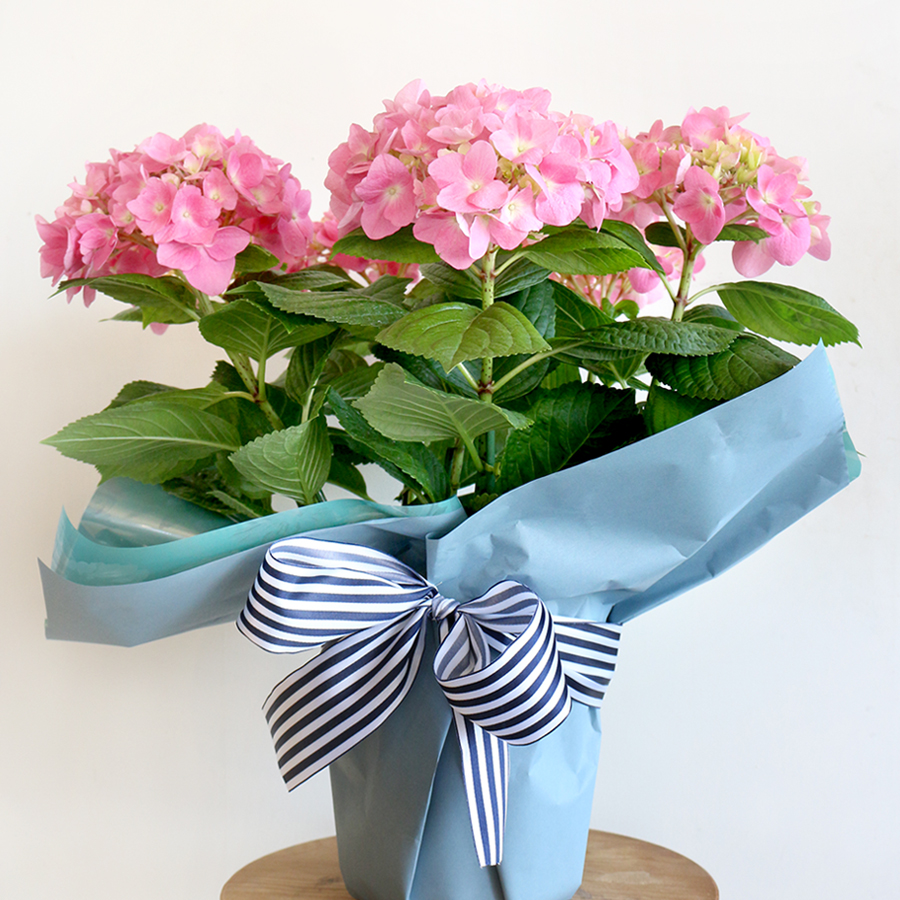 NO.3 アジサイ　バスケット入り