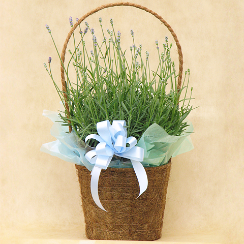 MD-012 イングリッシュラベンダー花鉢