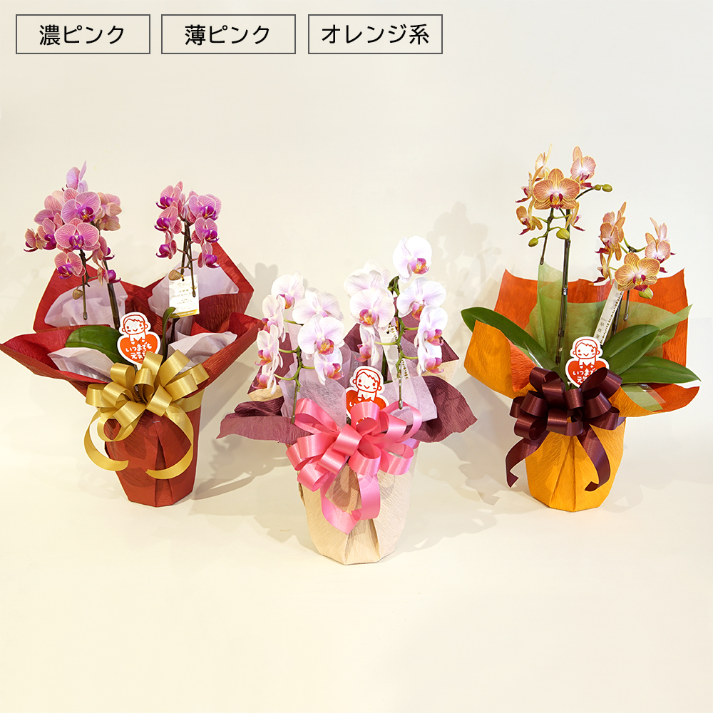 OF-008 ミディ胡蝶蘭