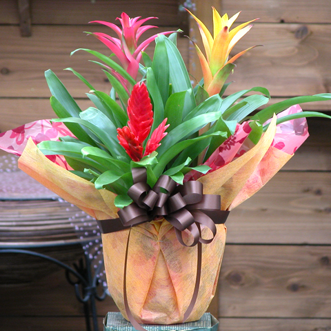 SF-002 グズマニア鉢植え（3種入）