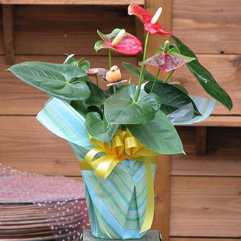 SF-003 アンスリューム鉢植え（6号鉢）