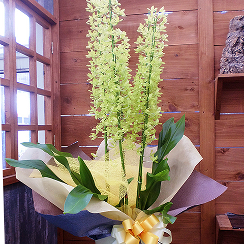 SF-015 夏の恋人　グラマトフィラム　5本立