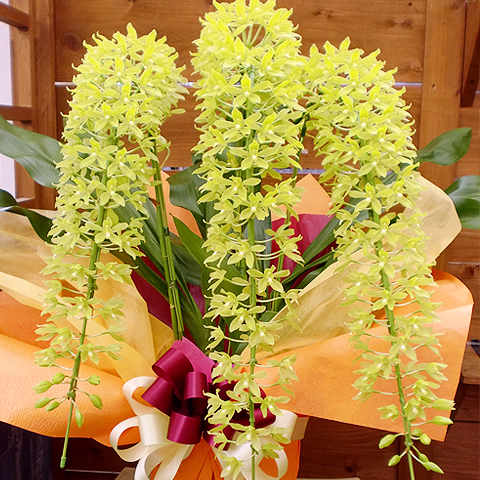 SF-016 夏の恋人　グラマトフィラムアーチ　3本立