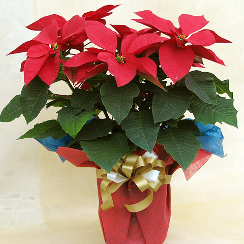 WP-004 ポインセチア（赤）