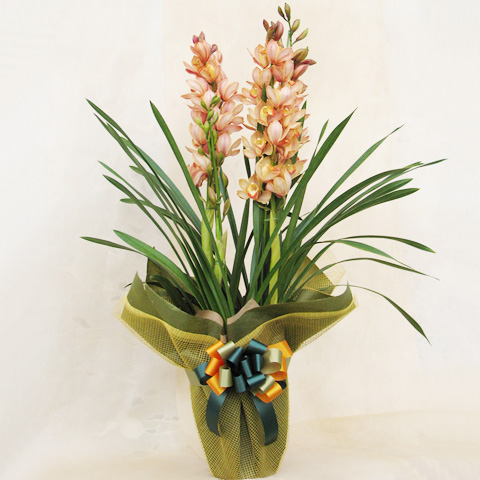 WP-005 シンビジウム（オレンジ）3本立ち