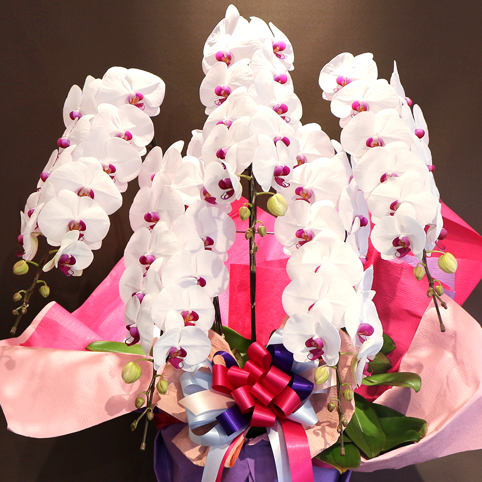 EF-006 胡蝶蘭　赤リップ