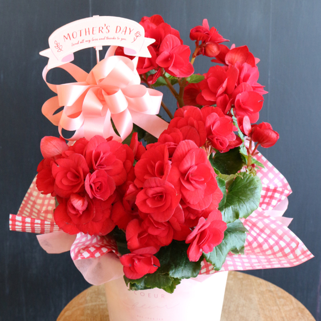 NO.2 リーガスベゴニア バスケット入り