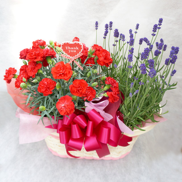 NO.4 カーネーションとラベンダーの寄せ鉢