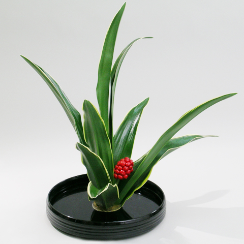 WA-006 万年青（剣山付） 限定10杯