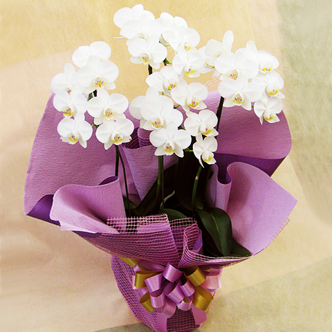 OF-006 ミニ胡蝶蘭