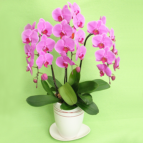 OF-007 胡蝶蘭（ピンク）