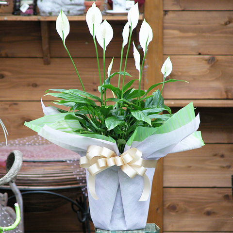 SF-001 スパティフィラム鉢植え（6号鉢）