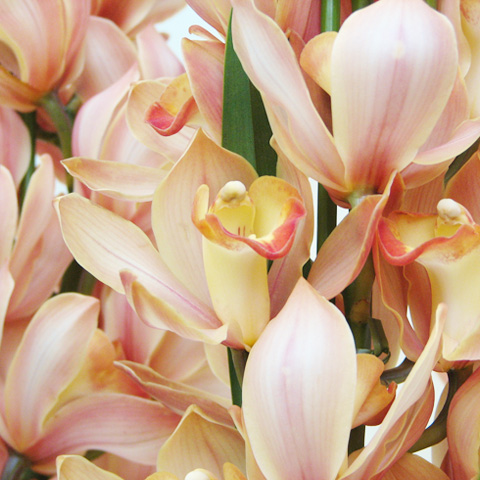 WP-005 シンビジウム（オレンジ）3本立ち