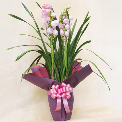 WP-006 シンビジウム（ピンク）3本立ち