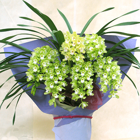 WP-007 シンビジウム（アーチタイプ）