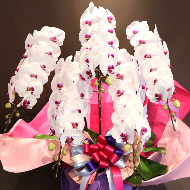 EF-006 胡蝶蘭 赤リップ
