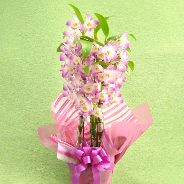 【HERMES】☆色鮮やかなお花で満たされた☆\tハット Harper Bloom ER-001 デンドロビウム