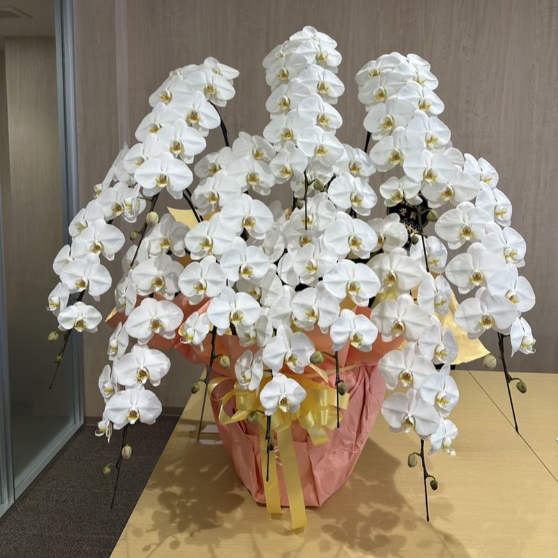 胡蝶蘭　白　10本立　[C-140000-1]