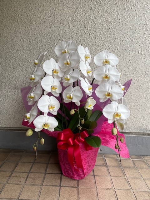 胡蝶蘭　白　3本立ち　[C-15000-1]