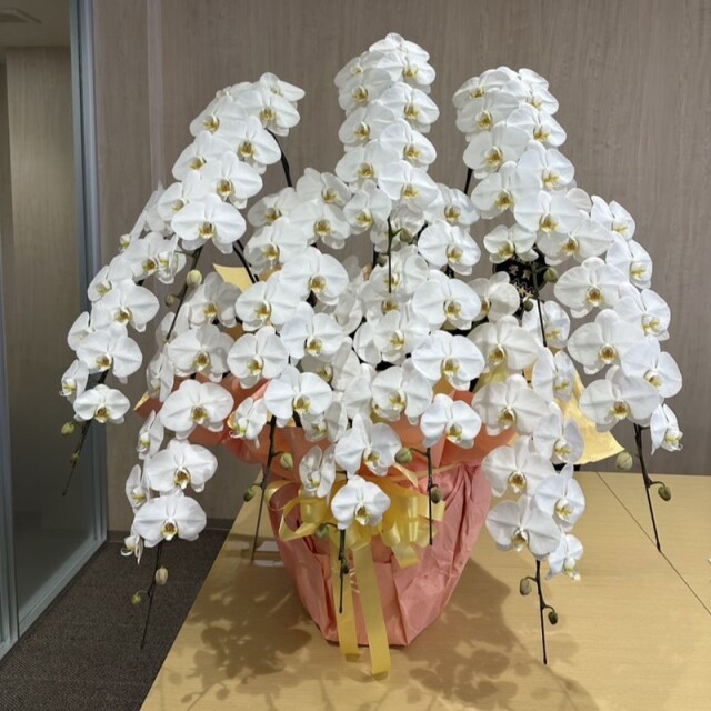 胡蝶蘭　白　10本立　[C-140000-1]