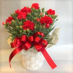 母の日　カーネーション鉢　レッド　[HH-3000-1]