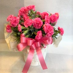 母の日　カーネーション鉢　ピンク　[HH-3000-2]