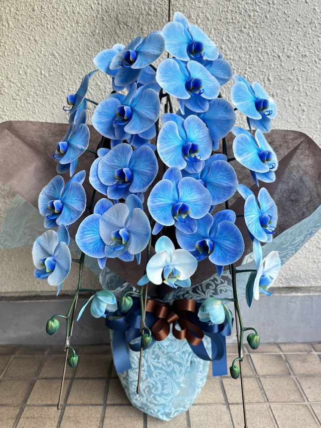 胡蝶蘭　青　3本立ち　[C-40000-1]