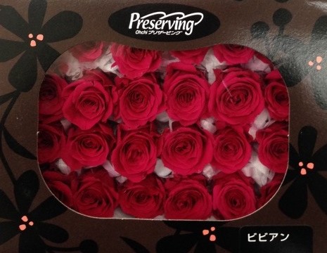 ビビアン　24輪入り　レッド