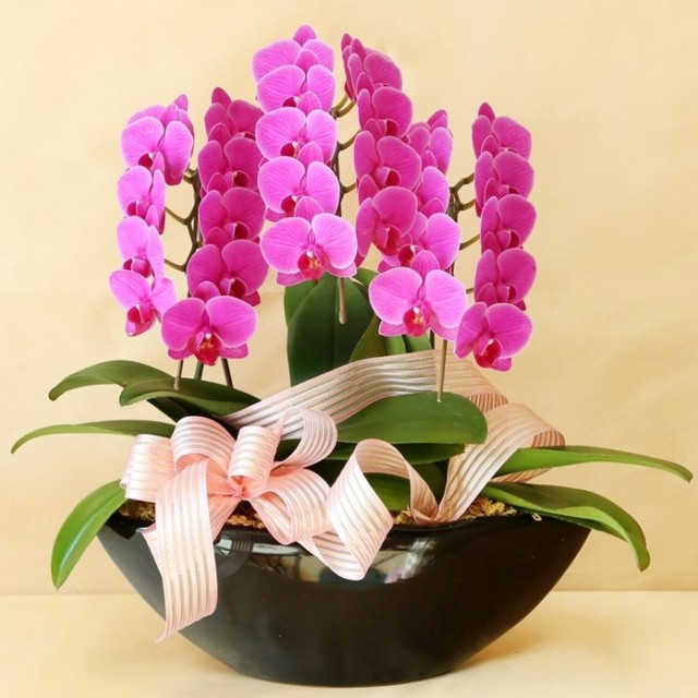 【コチョウラン】　K0007