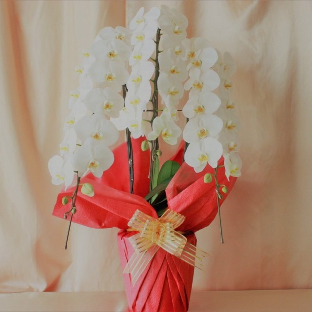 【コチョウラン】　K0006