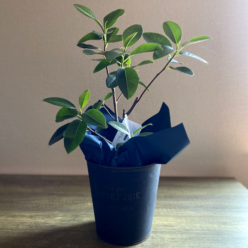 鉢物｜お祝い・プレゼント【観葉植物 フィカス・ルビギノーサ