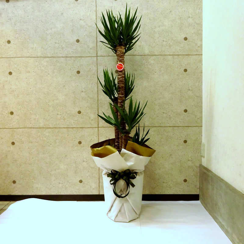 観葉植物｜お祝い花 【観葉植物 ユッカ 10号鉢 受け皿ラッピング付き