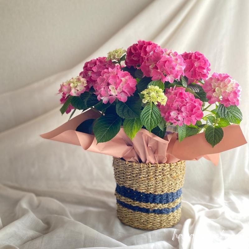 アジサイ　pink系