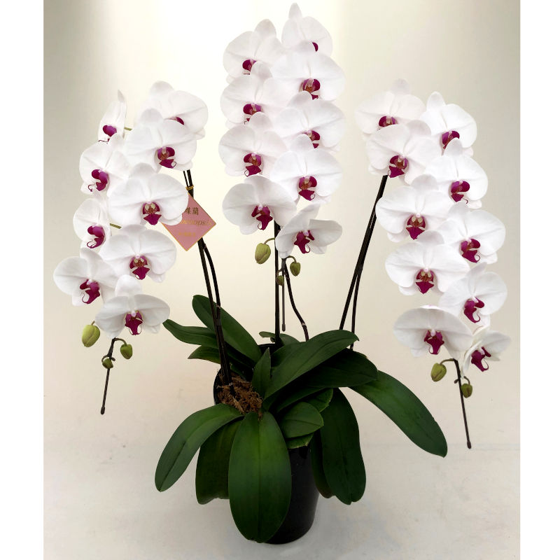 大輪3本立ち36輪の紅白胡蝶蘭セミアルバ