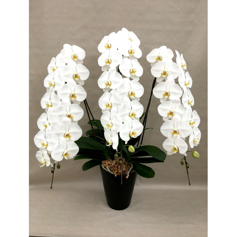 大輪3本立ち42輪の白色胡蝶蘭