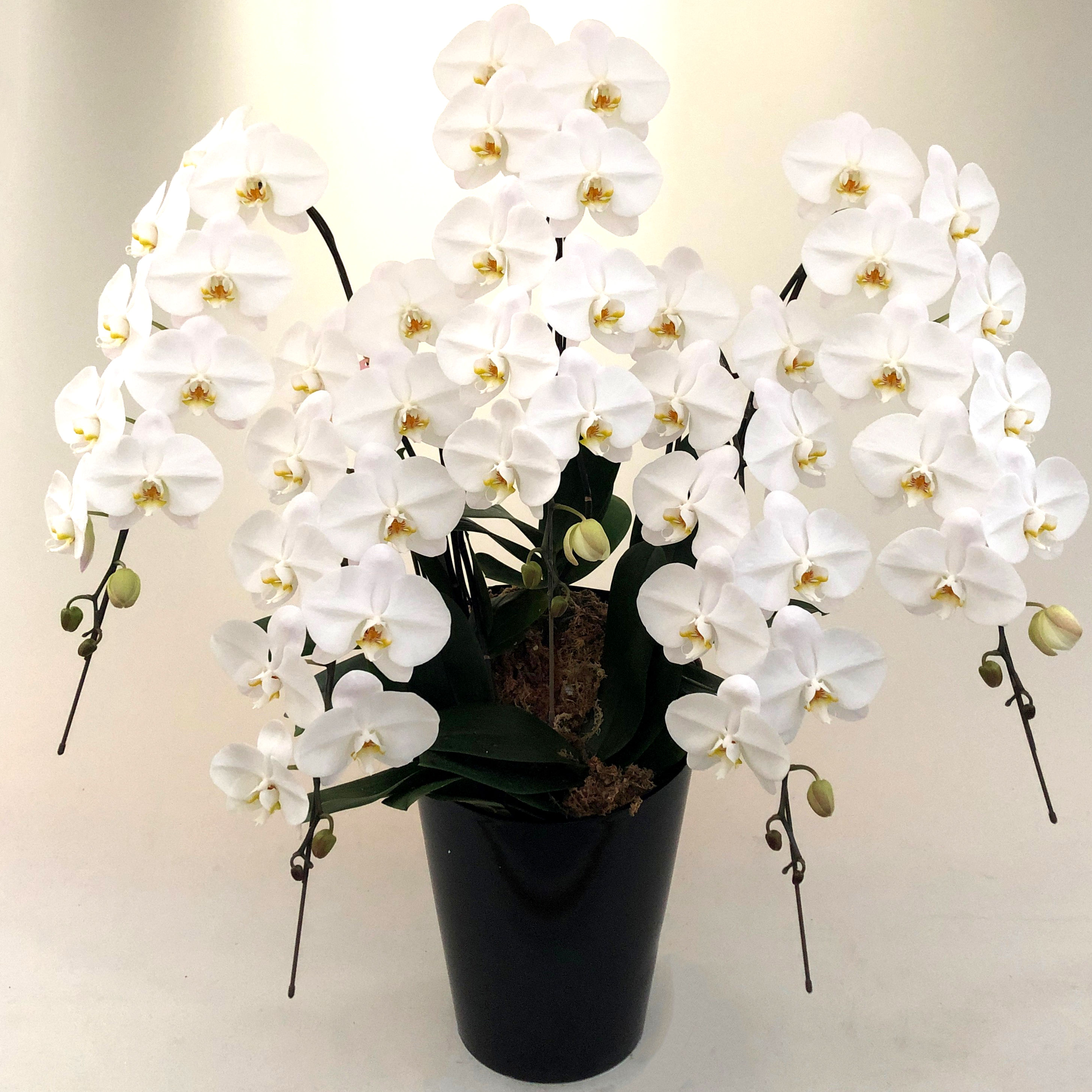 大輪5本立ち60輪の白色胡蝶蘭