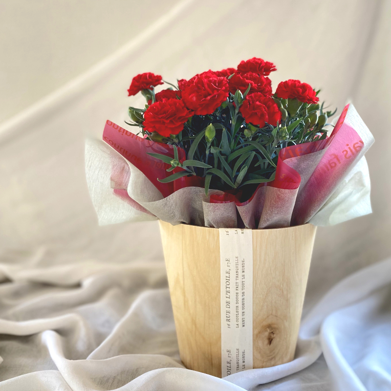 カーネーション花鉢　red系