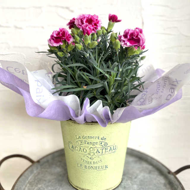 母の日のお花 カーネーション花鉢 Purple系 岐阜の花屋なら花夢館