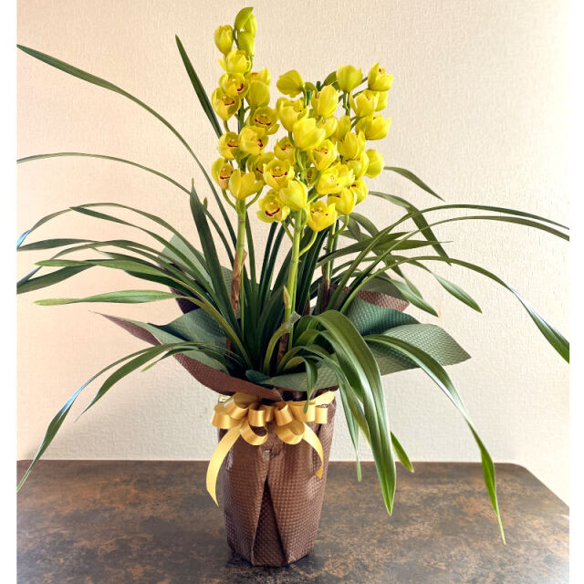 鉢物一覧 岐阜 愛知の花屋 花夢館