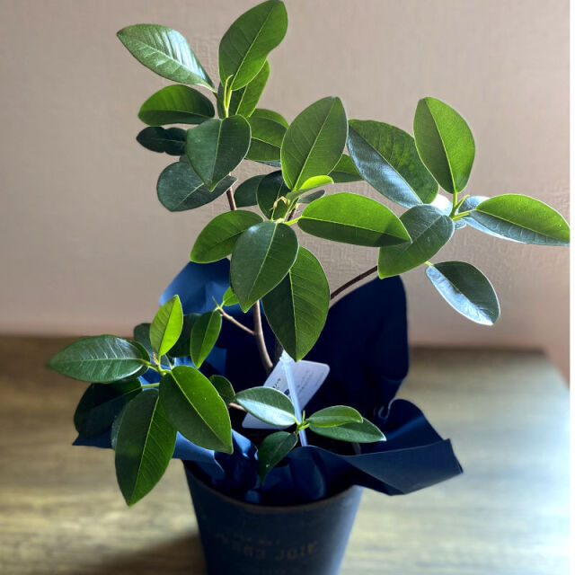 鉢物 お祝い プレゼント 観葉植物 フィカス ルビギノーサ フランス 5号鉢 岐阜の花屋なら花夢館