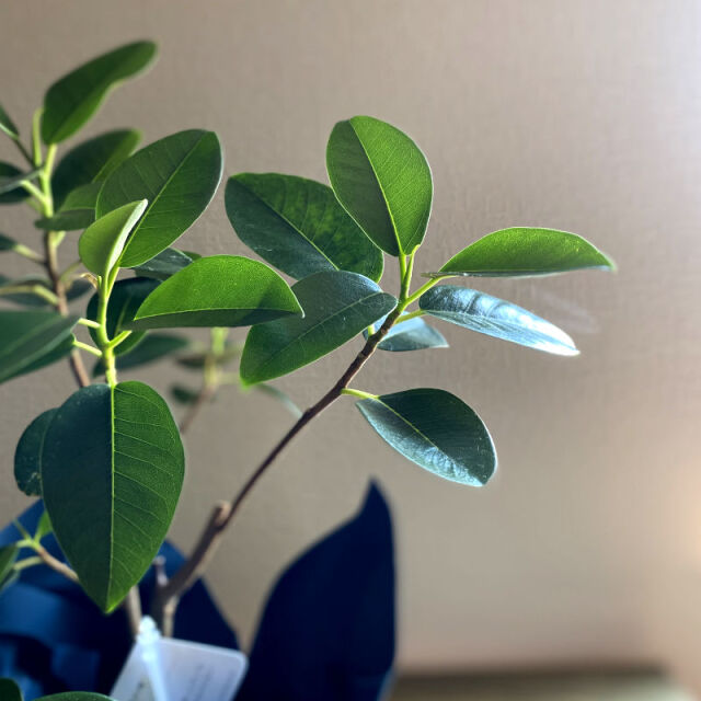 鉢物 お祝い プレゼント 観葉植物 フィカス ルビギノーサ フランス 5号鉢 岐阜の花屋なら花夢館