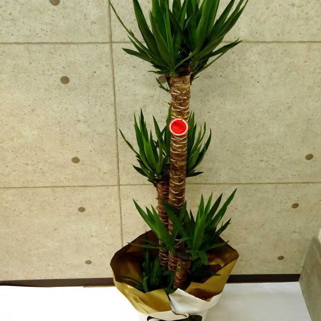 観葉植物｜お祝い花 【観葉植物 ユッカ 10号鉢 受け皿ラッピング付き