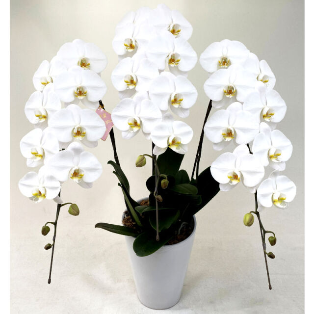 胡蝶蘭 白 大輪 3本立ち 33輪 岐阜の花屋なら花夢館 胡蝶蘭 白 大輪 3本立ち 33輪 岐阜の花屋なら花夢館