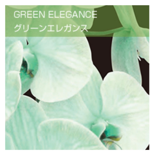 グリーン色の染め上げ胡蝶蘭グリーンエレガンスのイメージ