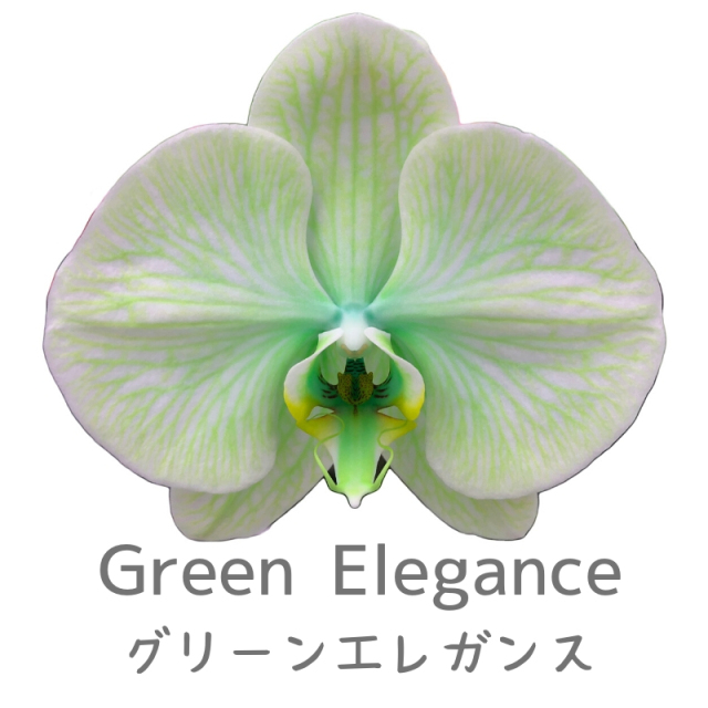 グリーン色の染め上げ胡蝶蘭グリーンエレガンスの一輪のアップ