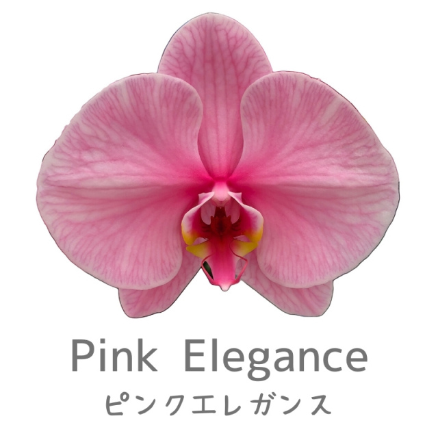 バラとピンク胡蝶蘭の豪華エレガント特大リース♪♪☆* 爽快感漂うブルーエレガンスの胡蝶蘭・大輪3本立て | 22,000円