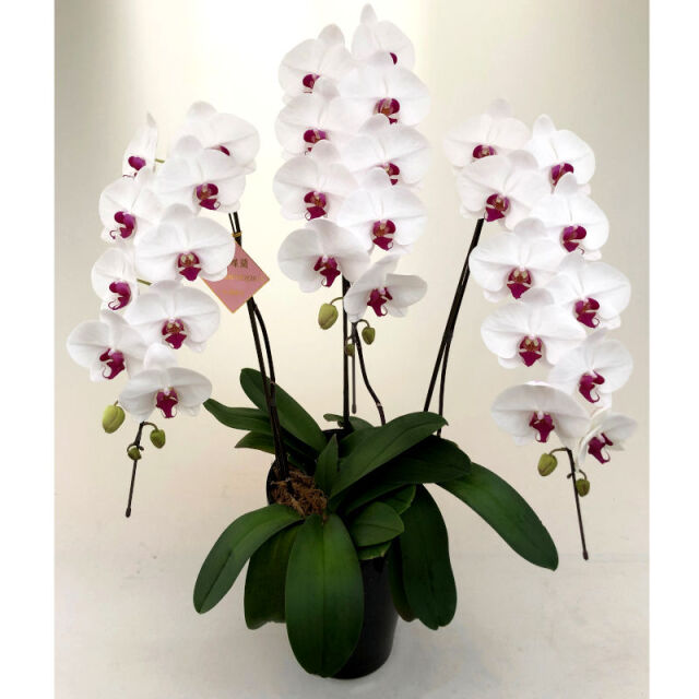 大輪3本立ち36輪の紅白胡蝶蘭セミアルバ