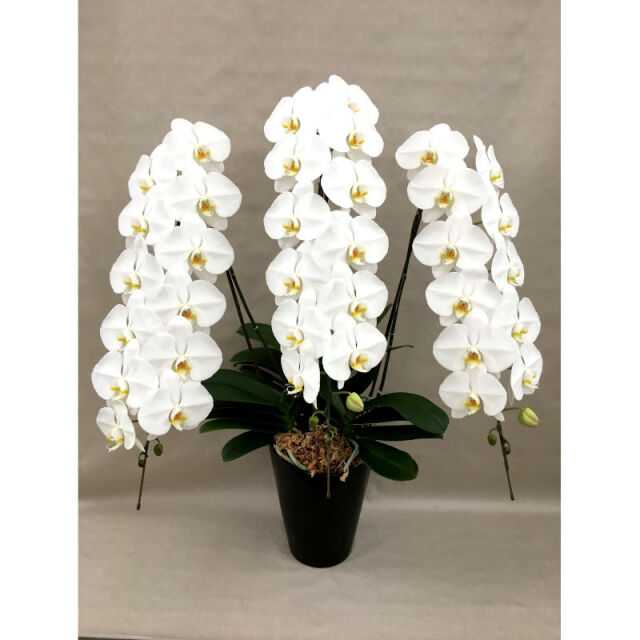 大輪3本立ち42輪の白色胡蝶蘭